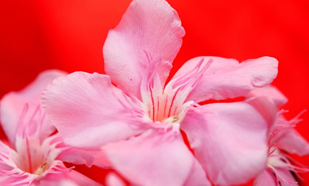 Comment_entretenir_votre_laurier_rose_:_le_guide_pratique_de_la_taille