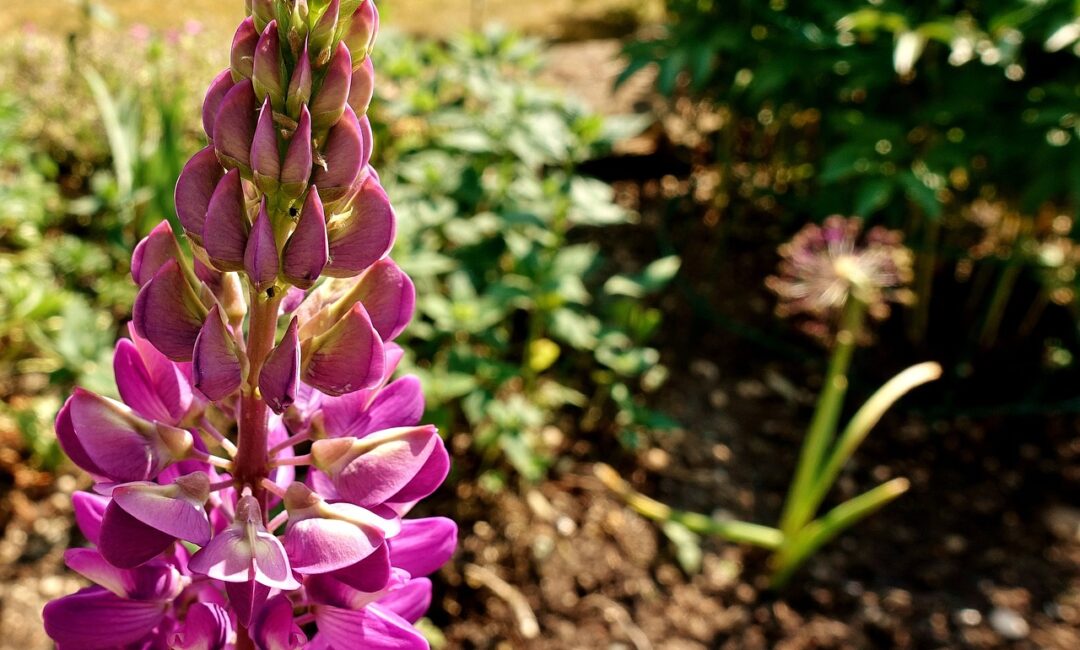 Cultiver_efficacement_le_muflier_rose_pour_agrémenter_votre_jardin_