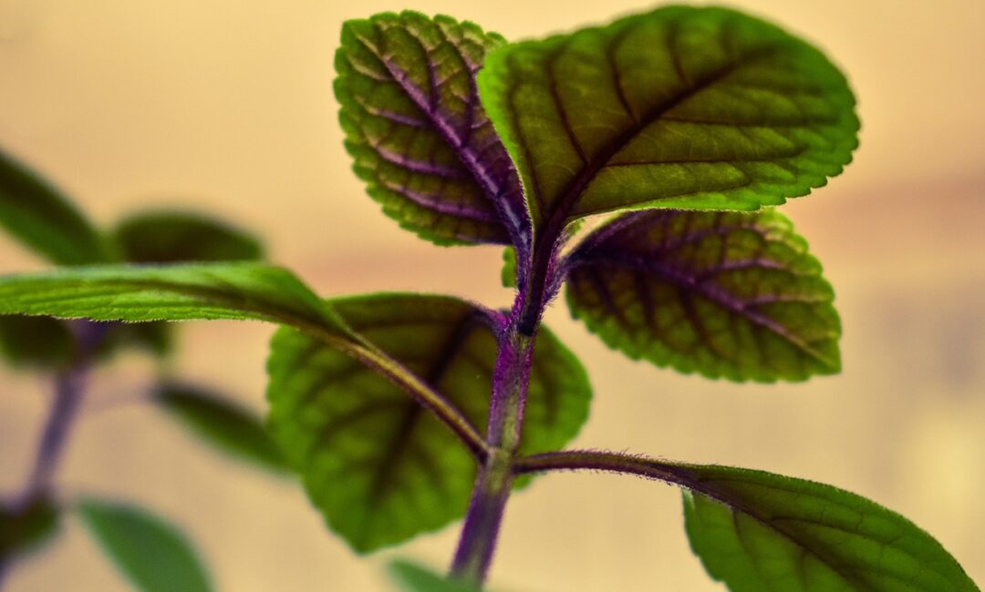 Donnez_vie_à_votre_maison_avec_la_plante_Songe_:_comment_la_cultiver_et_la_maintenir_?