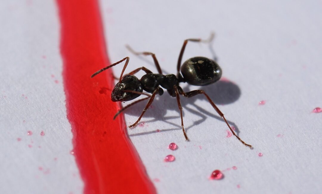 Explorons_le_monde_des_fourmis_vivant_sous_notre_toit_