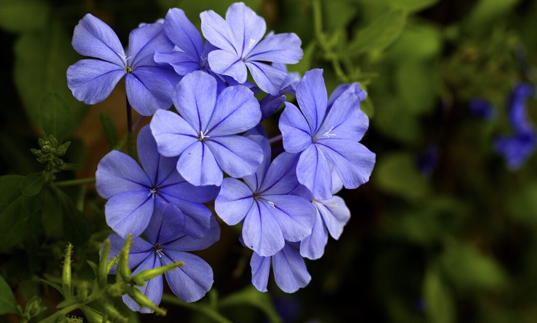 Plumbago:_La_Plante_Bleue_Étoilée_Parfaite_pour_votre_Jardin